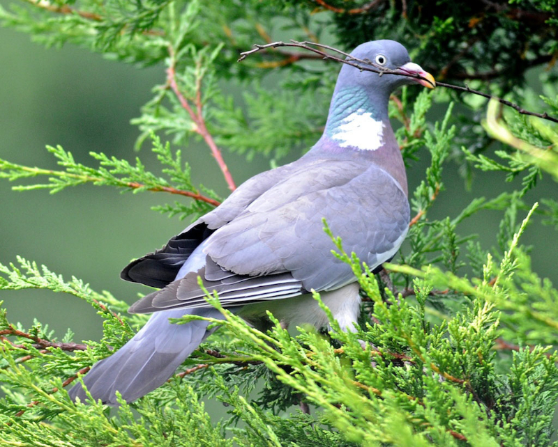 Wood Pigeon